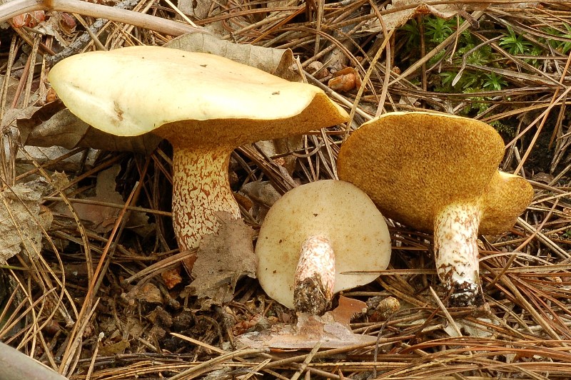 Passeggiata in pineta mista.